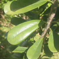 <i>Euphorbia neriifolia</i>  L.